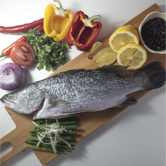 Barramundi (Siakap)