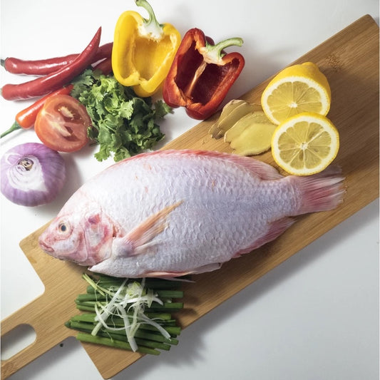 Red Talapia